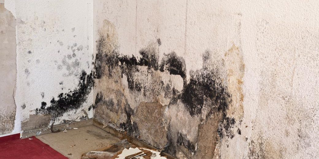 Mold Testing and Inspection