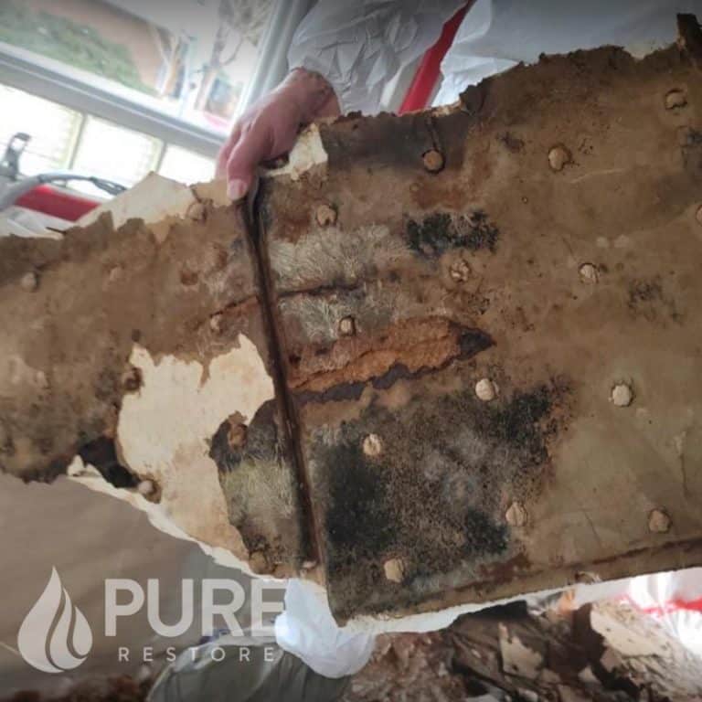 Mold Remediation Services