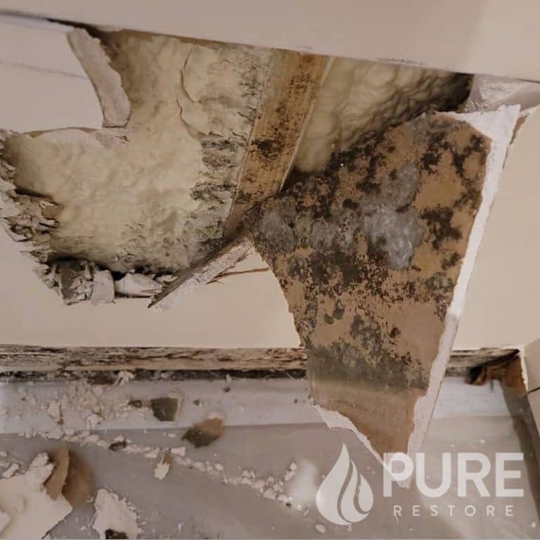 Mold Testing and Inspection