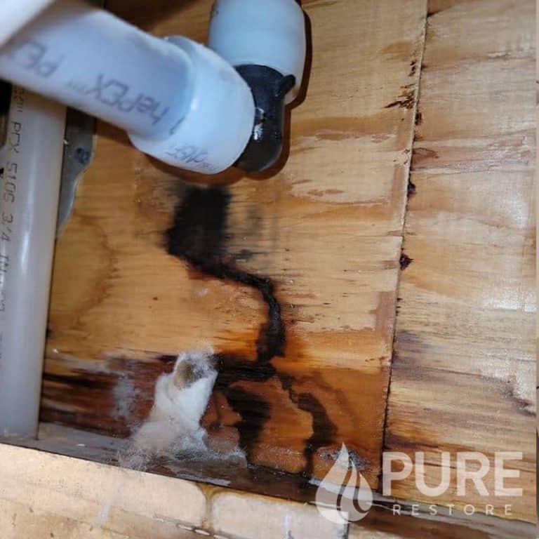 water mold damage