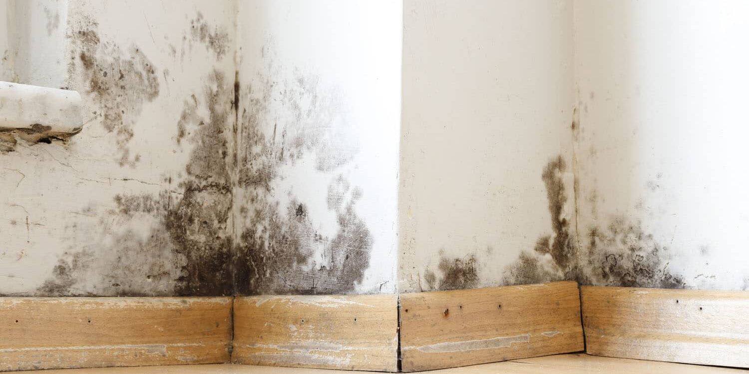 Can Mold Grow Inside Homes in Colorado? Pure Restore
