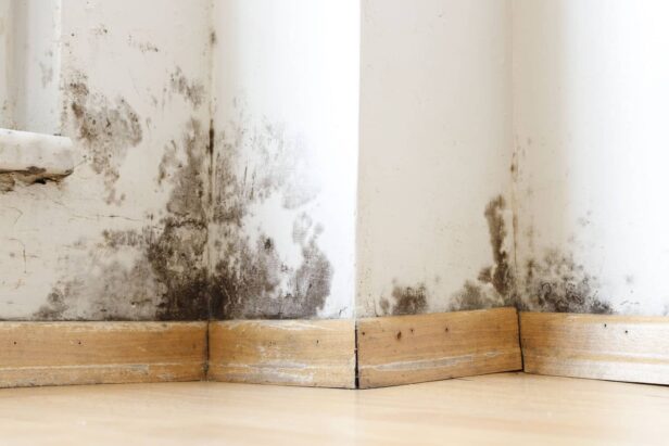 Damp buildings damaged by black mold and fungus, dampness or wat