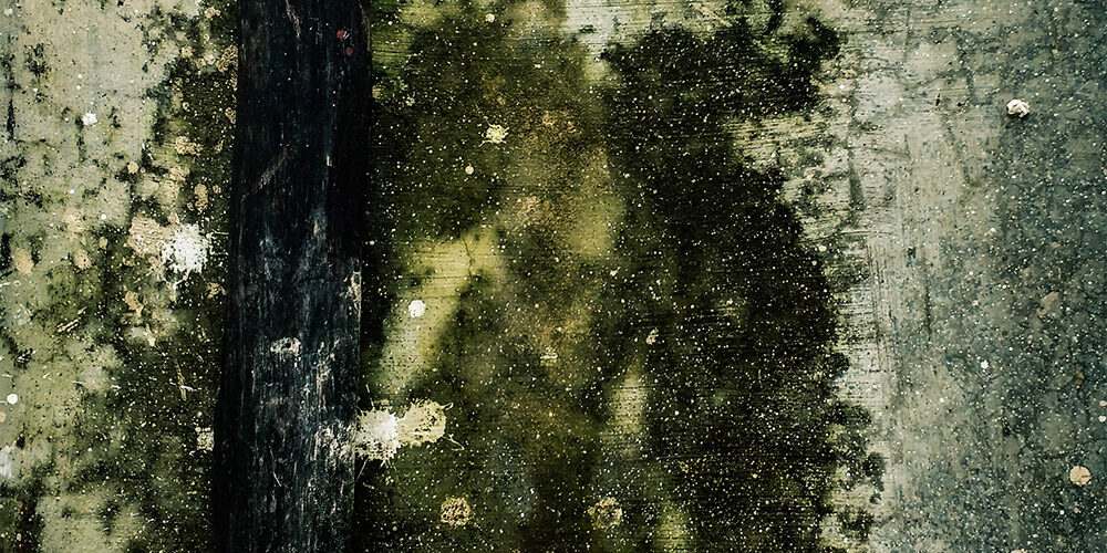 Preventing Mold Growth After Water Damage